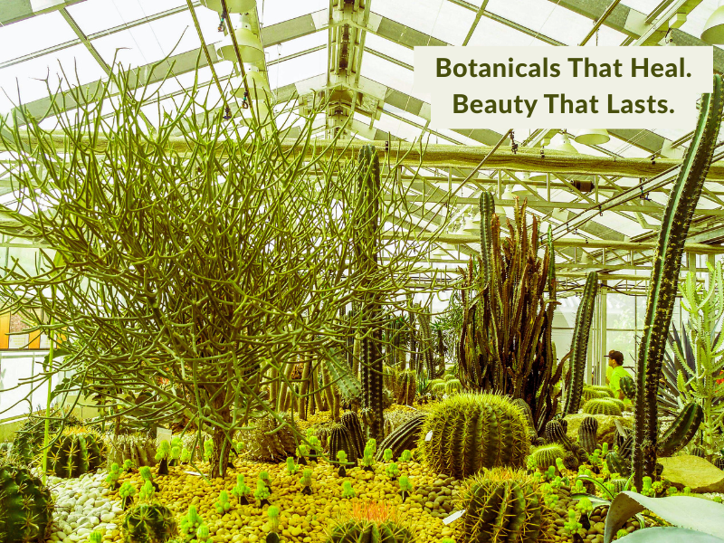 Botanical greenhouse with diverse desert plants, highlighting the power of nature in vegan skincare and haircare.